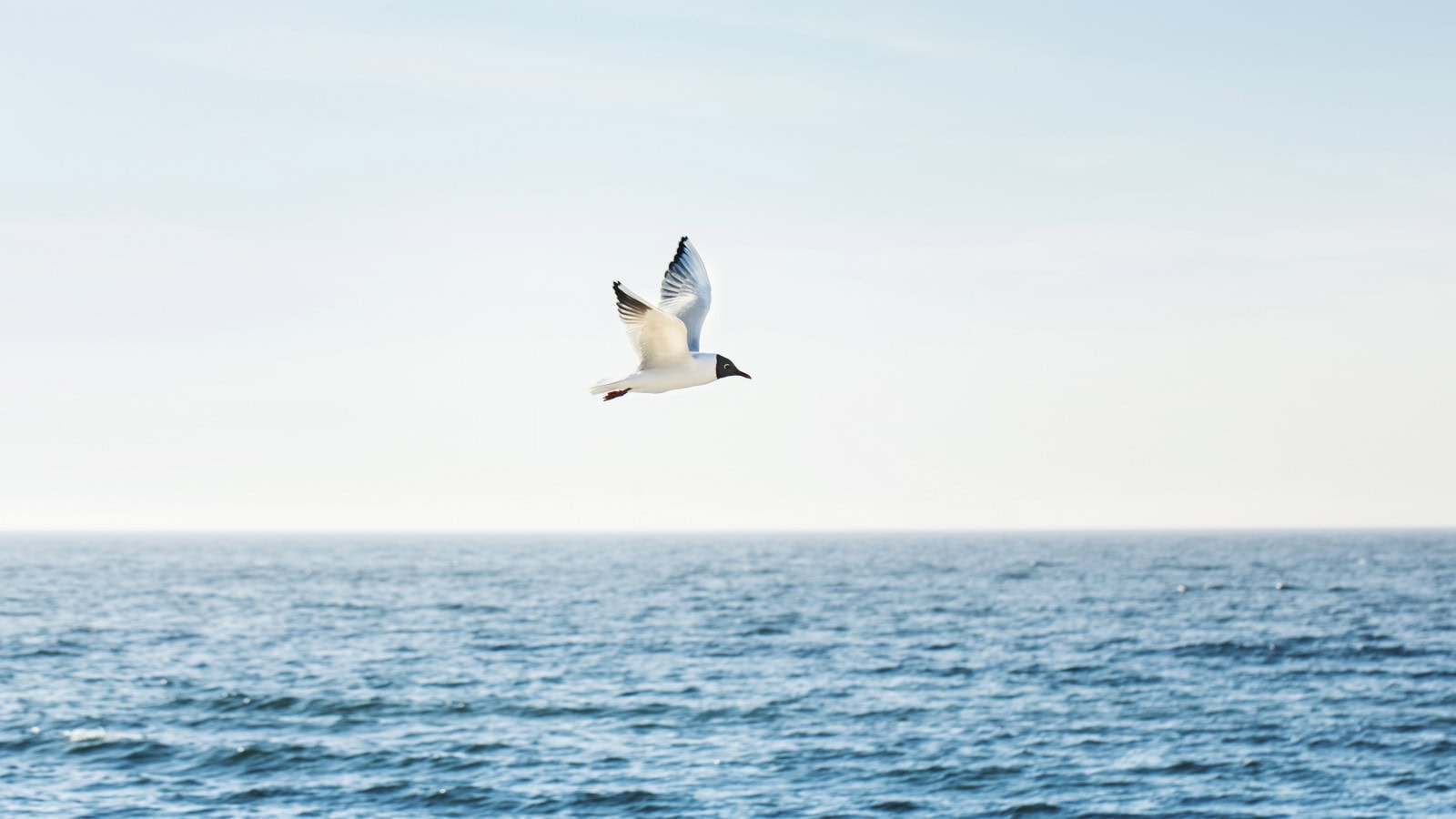 Möwe über der Ostsee