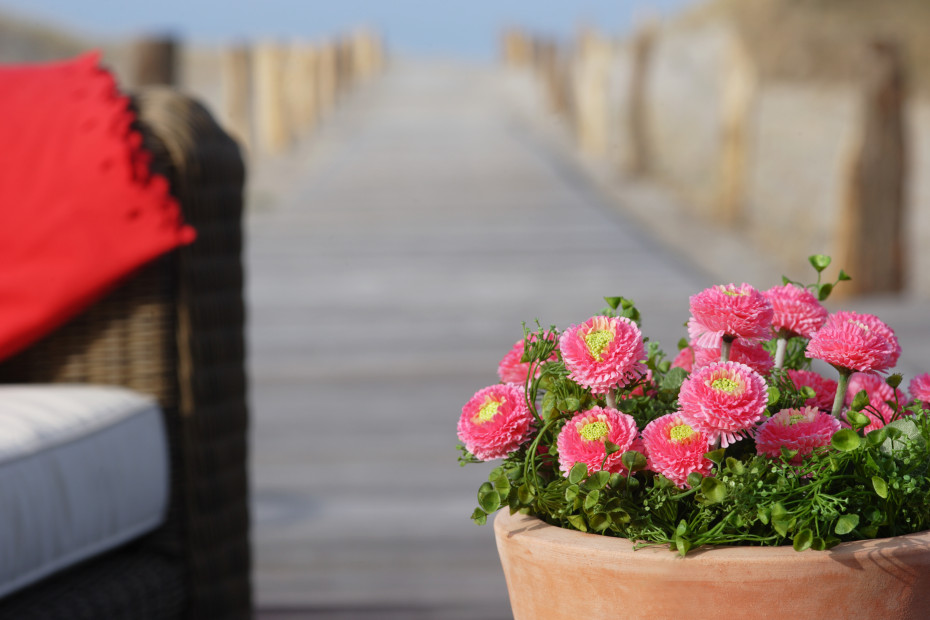 Blumen auf der Terrasse im Strandhotel Dünenmeer