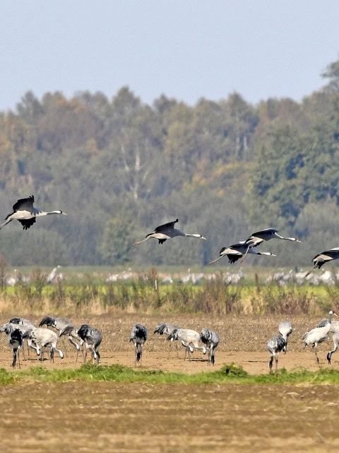 Kraniche auf dem Feld in der Nähe des Strandhotel Fischlands