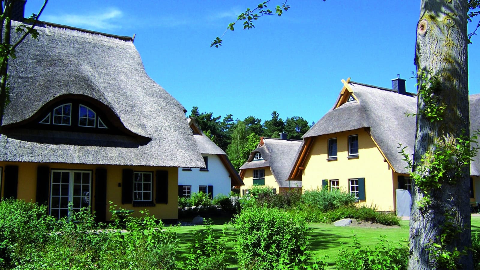 Küstenwaldvillen des Strandhotel Fischlands