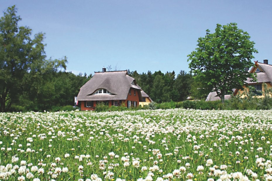 Ferienhäuser des Strandhotel Fischlands