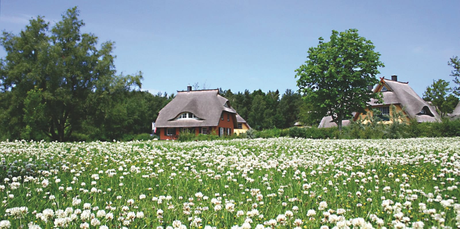 Ferienhäuser des Strandhotel Fischlands