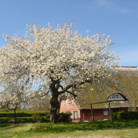 blühender Kirschbaum in Ahrenshoop an der Ostsee