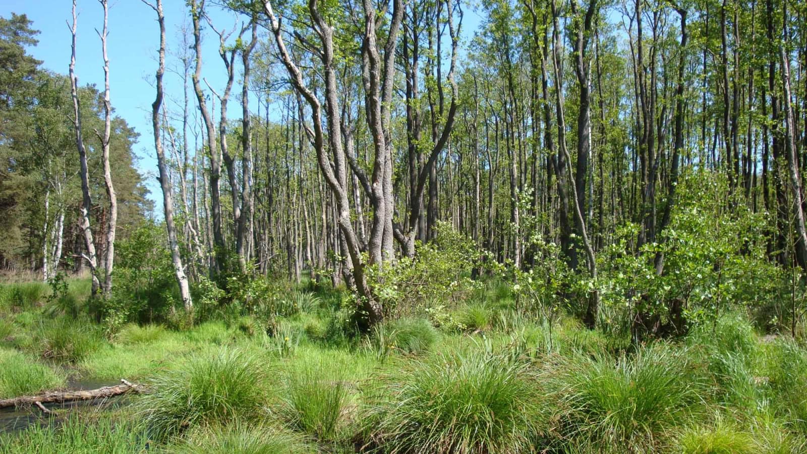 Ribnitzer Moor an der Ostsee