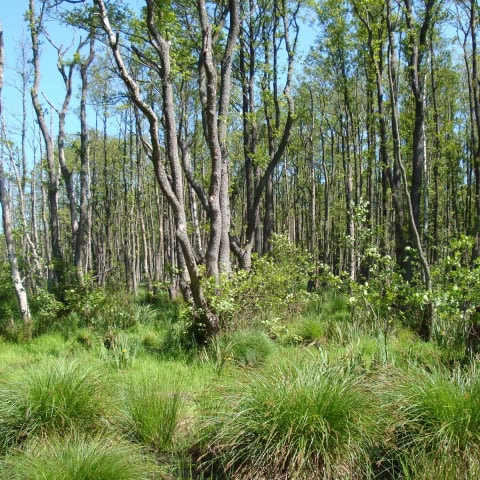 Ribnitzer Moor an der Ostsee