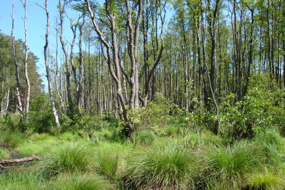 Ribnitzer Moor an der Ostsee