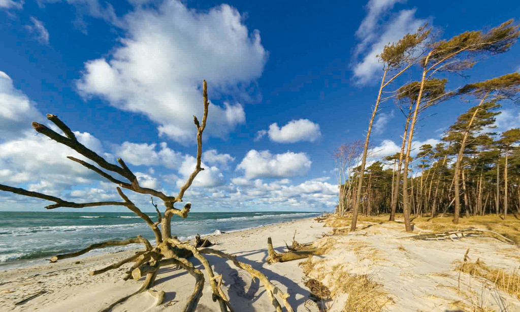 Treibholz am Strand der Ostsee
