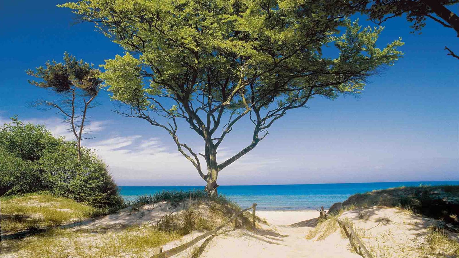 Baum in den Dünen der Ostsee