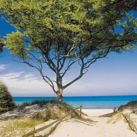 Baum in den Dünen der Ostsee