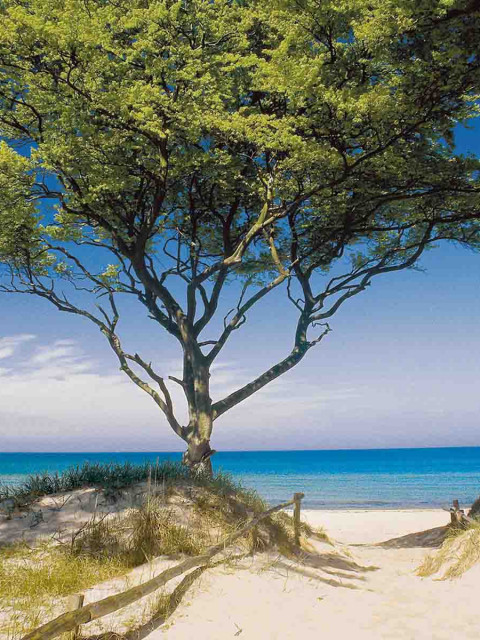 Baum in den Dünen der Ostsee