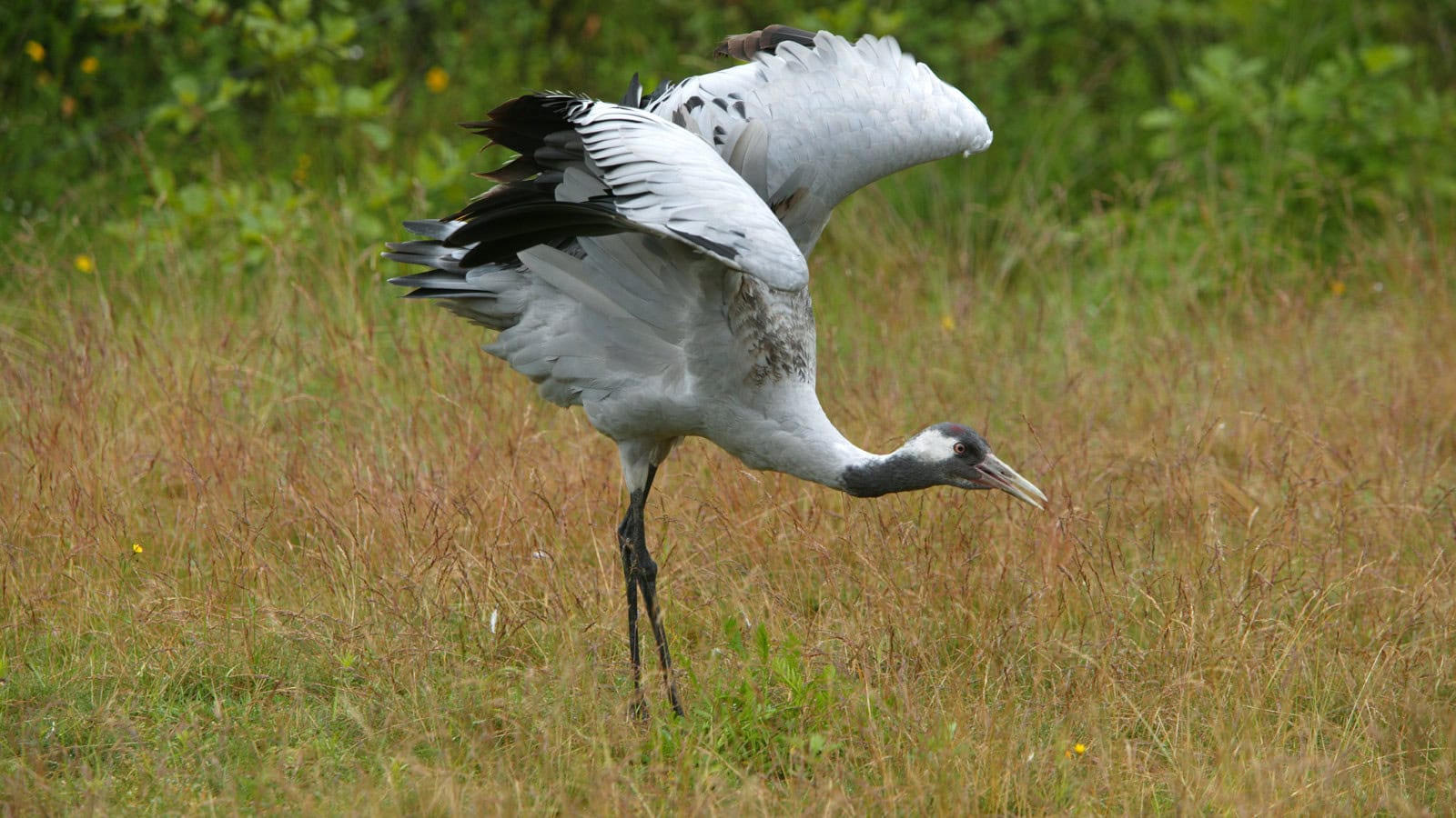 geduckter Kranich im Gras an der Ostsee