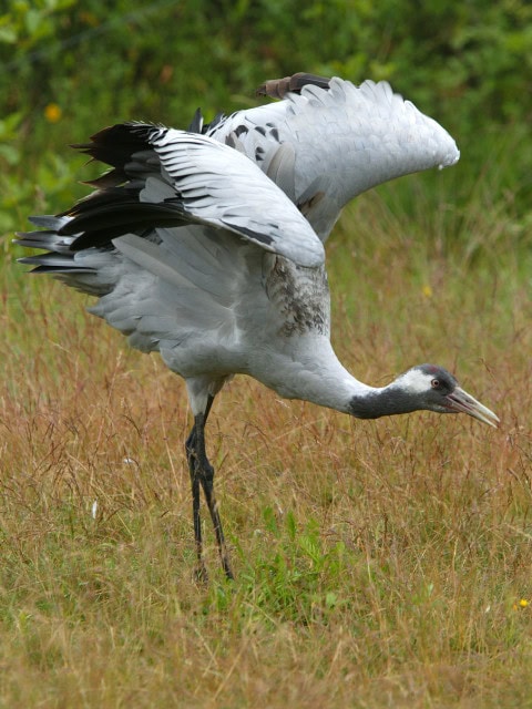 geduckter Kranich im Gras an der Ostsee