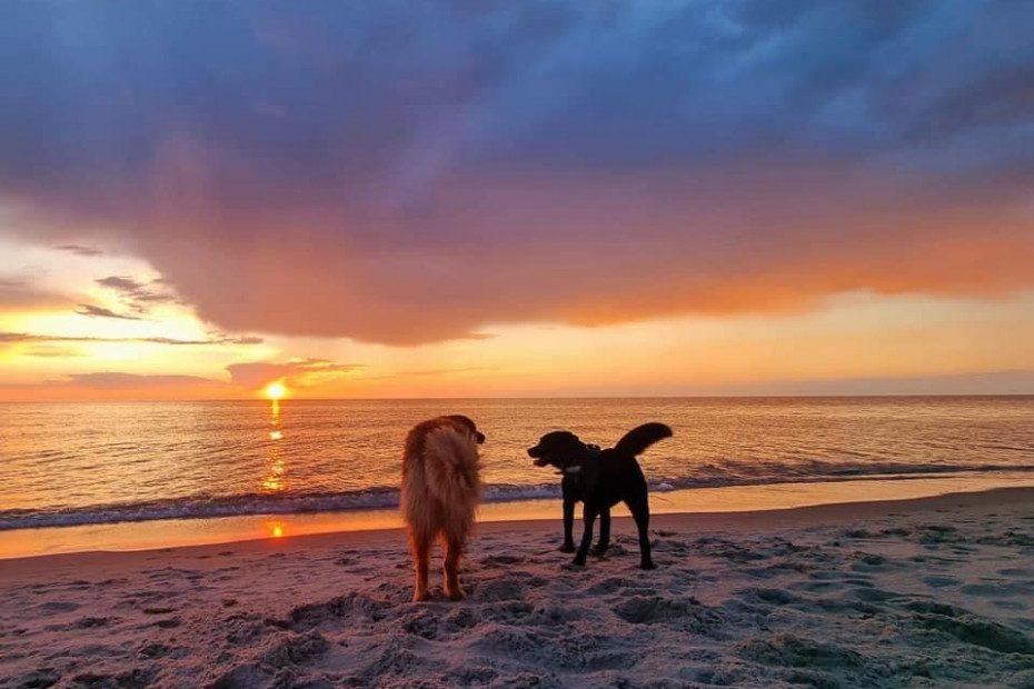zwei Hunde am Ostseestrand bei Sonnenuntergang