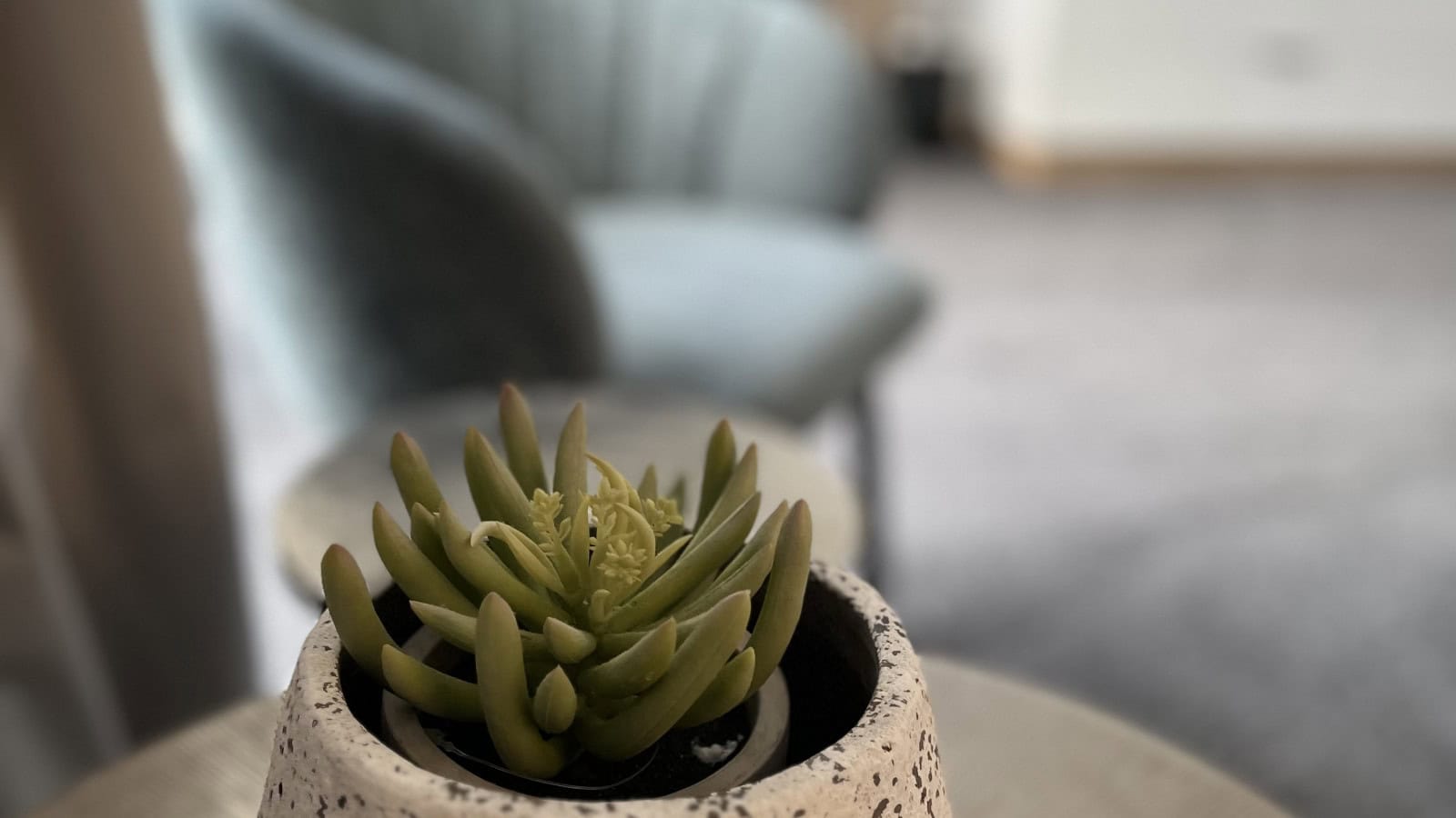 Sukkulente in der Meerblick-Suite im Strandhotel Fischland