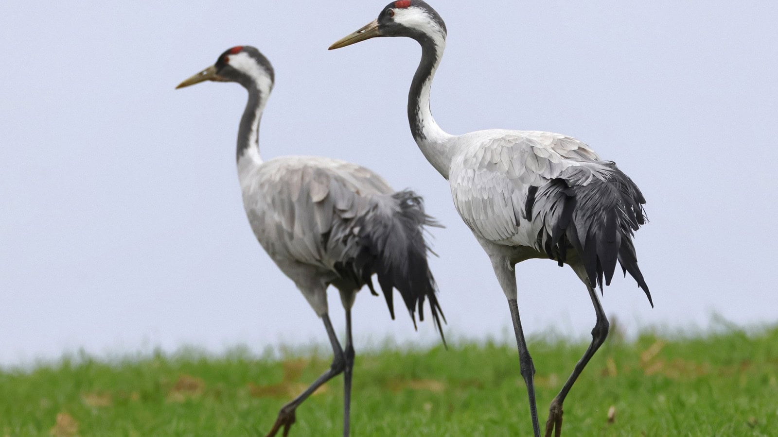 zwei Kraniche im Gras an der Ostseeküste