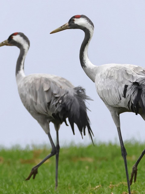 zwei Kraniche im Gras an der Ostseeküste