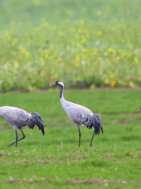 Kraniche stolzierend auf dem Feld in der Nähe des Strandhotel Fischlands