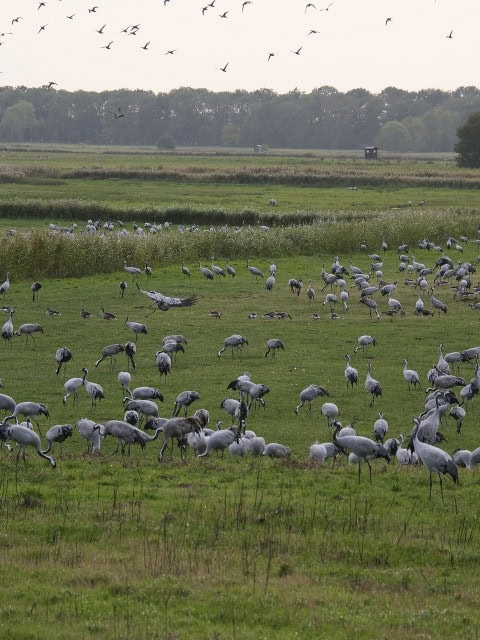 Kraniche auf den Wiesen vor dem Strandhotel Fischland an der Ostsee