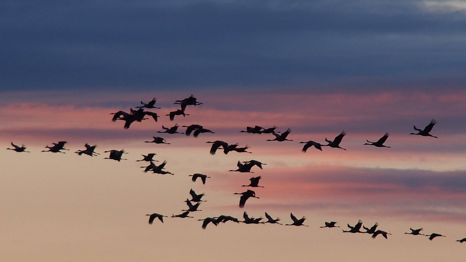 fliegende Kraniche bei Sonnenuntergang über den Strandhotel Fischland