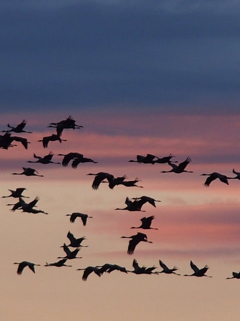 fliegende Kraniche bei Sonnenuntergang über den Strandhotel Fischland