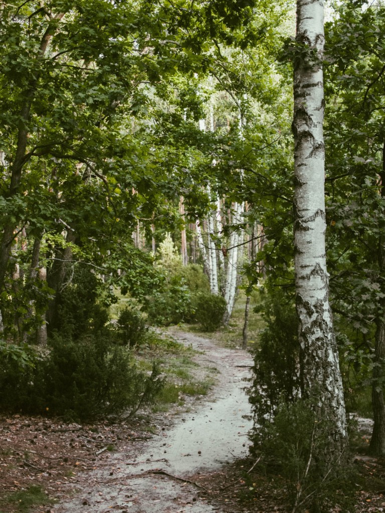 Waldbaden - Wanderweg im Wald mit Birken am Rand gesäumt