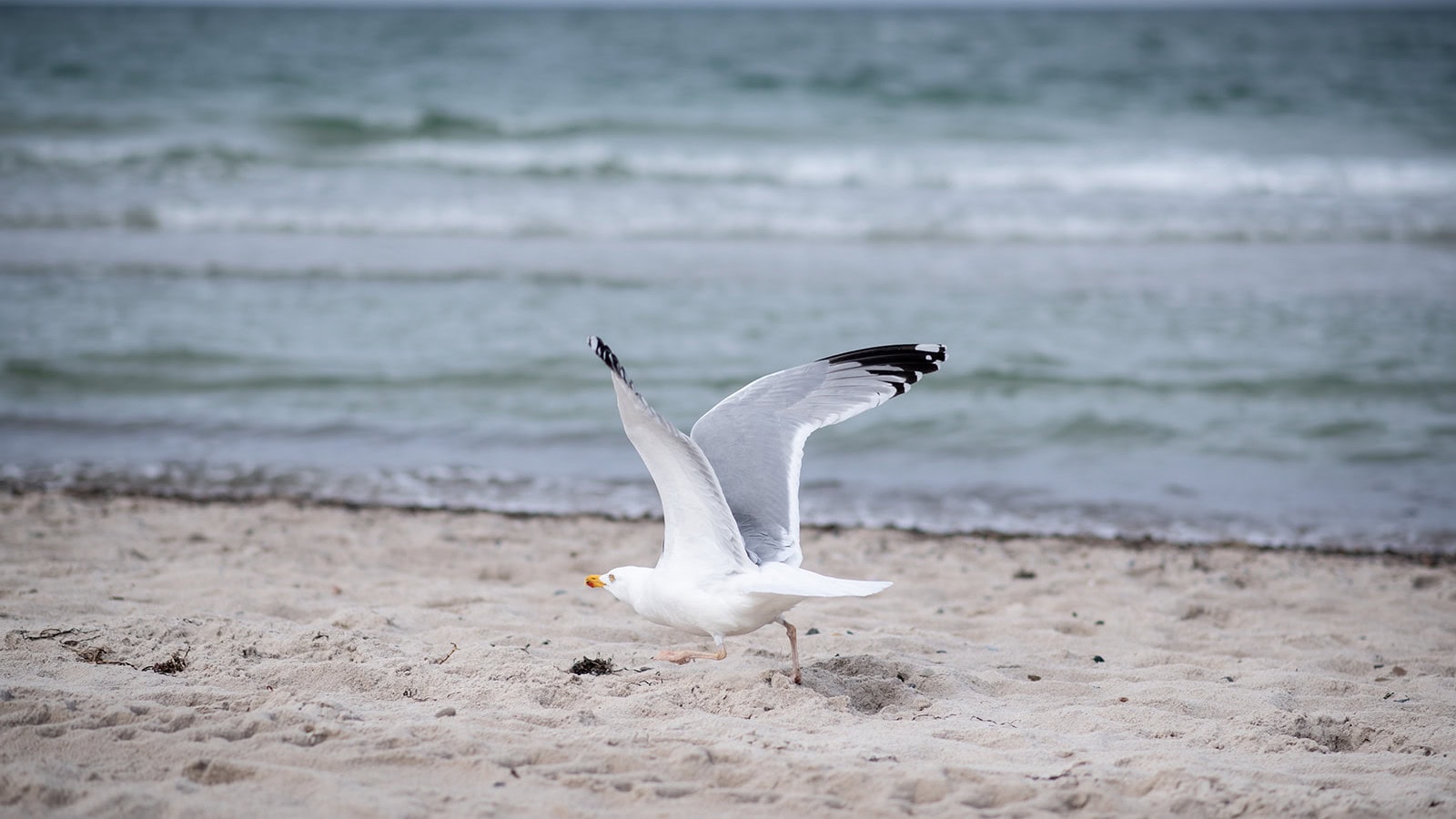 Möwe am Ostseestrand