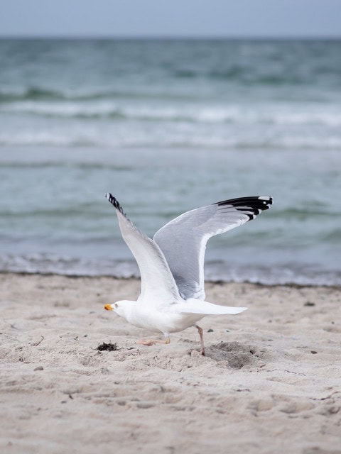 Möwe am Ostseestrand