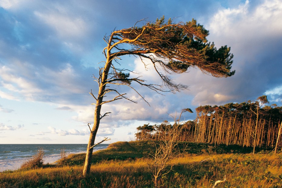 Windflüchter am Strand